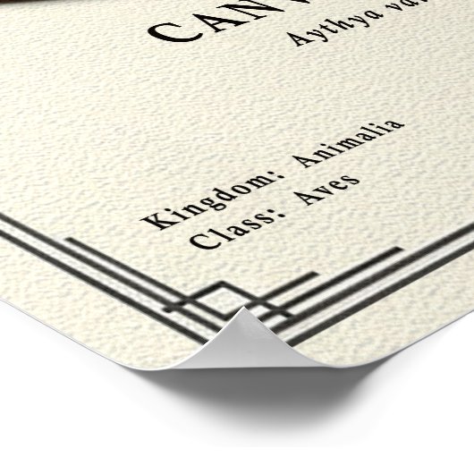 Canvasback Zoology Series Poster (Ecke)