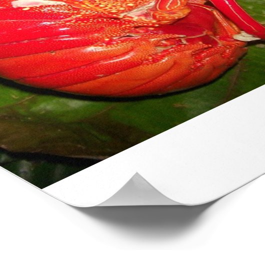 Canves Poster "coconut crab" (Ecke)