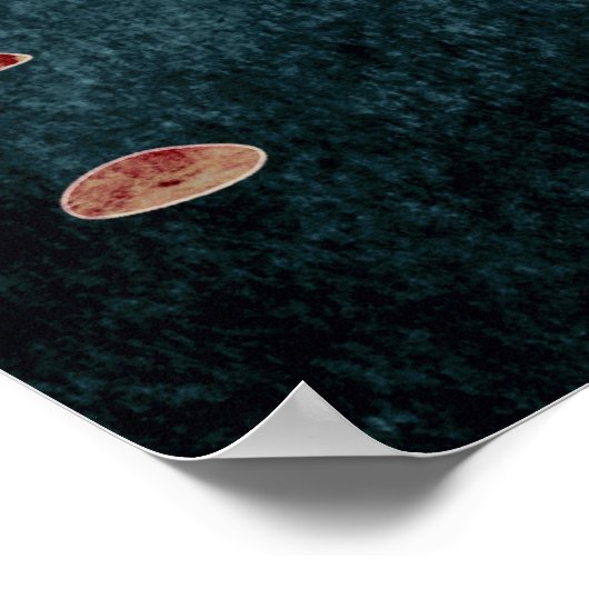 Canyon Birds Poster (Ecke)