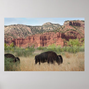 Canyon Buffalo Art Poster -60x40 -andere Größen au