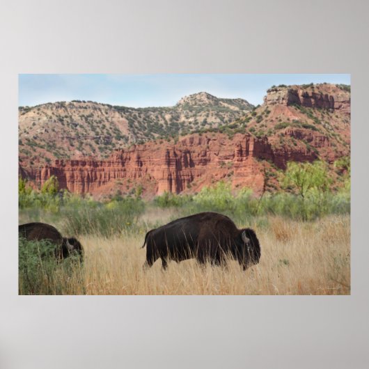 Canyon Buffalo Art Poster -60x40 -andere Größen au (Vorne)