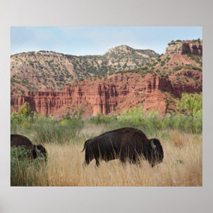 Canyon Buffalo Art Print -24x20 -andere Größen auc Poster
