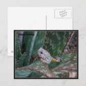 Canyon Tree Frog Postkarte (Vorne/Hinten)