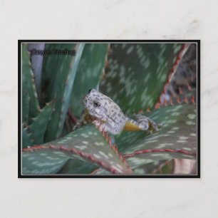 Canyon Tree Frog Postkarte