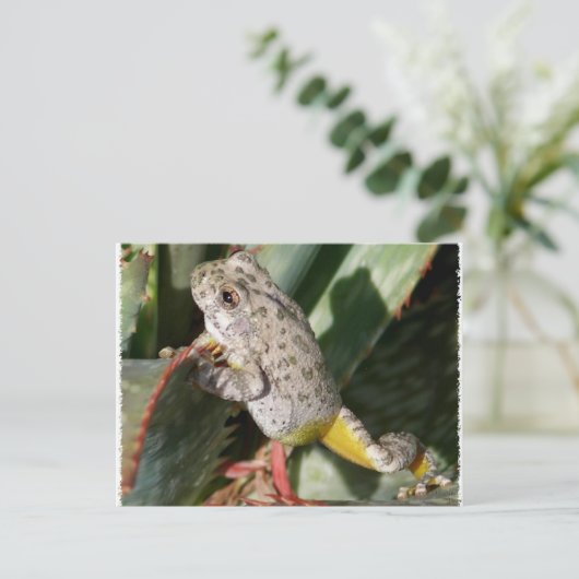 CANYON TREEFROG POSTKARTE (Stehend Vorderseite)