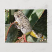 CANYON TREEFROG POSTKARTE (Vorderseite)