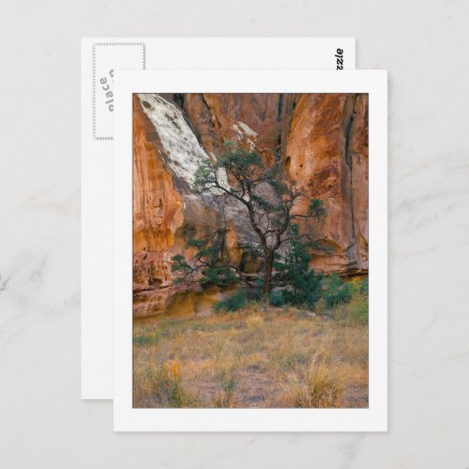 "Canyon View With Tree" Postkarte (Vorne/Hinten)