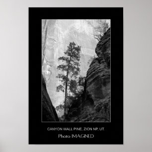 CANYON WALL PINE, ZION NP, ABER. POSTER