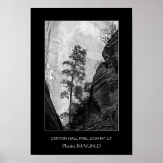 CANYON WALL PINE, ZION NP, ABER. POSTER