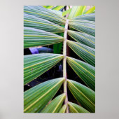 capa de pamonha poster (Vorne)