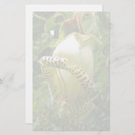 Capanea Grandiflora Briefpapier (Vorne/Hinten)