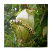 Capanea Grandiflora Fliese (Vorderseite)