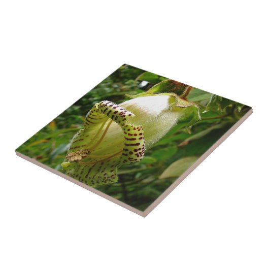 Capanea Grandiflora Fliese (Seite)