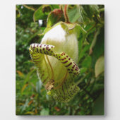 Capanea Grandiflora Fotoplatte (Vorderseite)