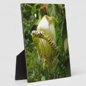 Capanea Grandiflora Fotoplatte (Seite)