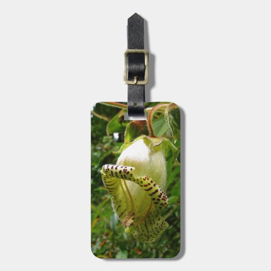 Capanea Grandiflora Gepäckanhänger (Vorderseite vertikal)