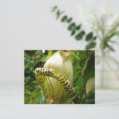 Capanea Grandiflora Posta Postkarte (Stehend Vorderseite)