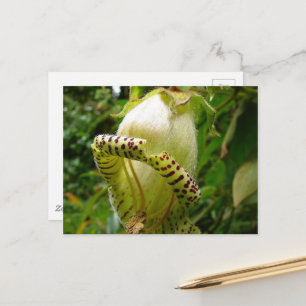 Capanea Grandiflora Posta Postkarte