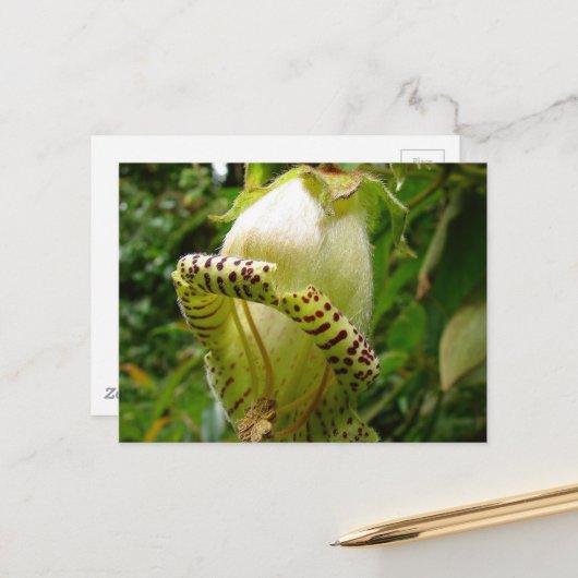 Capanea Grandiflora Posta Postkarte (Vorderseite/Rückseite Beispiel)