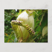 Capanea Grandiflora Posta Postkarte (Vorderseite)