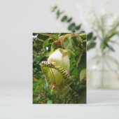 Capanea Grandiflora Postkarte (Stehend Vorderseite)