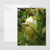 Capanea Grandiflora Postkarte (Vorne/Hinten)