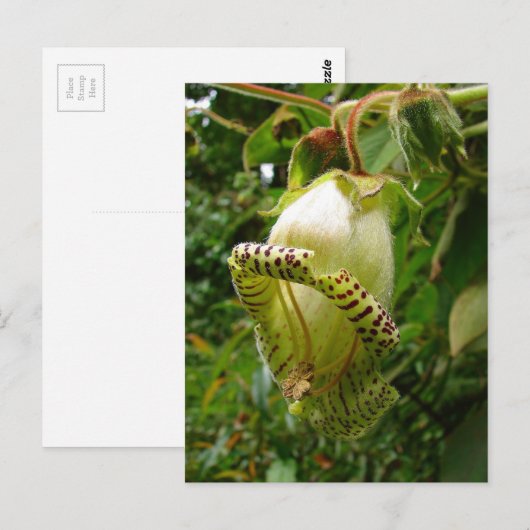 Capanea Grandiflora Postkarte (Vorne/Hinten)