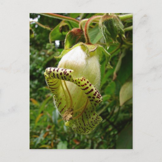 Capanea Grandiflora Postkarte (Vorderseite)