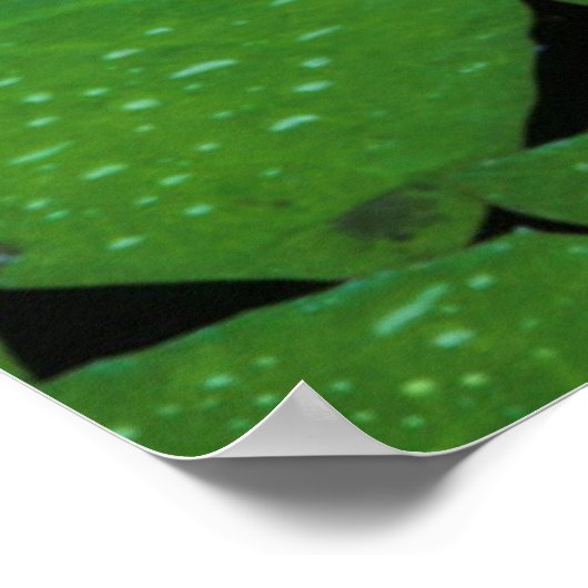 Cape Blue Water Lily (Nymphaea Capensis) Poster (Ecke)