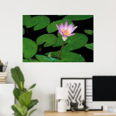 Cape Blue Water Lily (Nymphaea Capensis) Poster (Heimbüro)