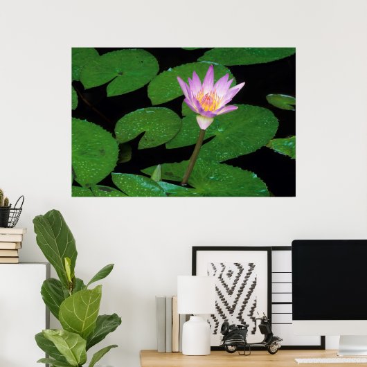Cape Blue Water Lily (Nymphaea Capensis) Poster (Heimbüro)