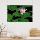 Cape Blue Water Lily (Nymphaea Capensis) Poster (Küche)
