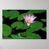 Cape Blue Water Lily (Nymphaea Capensis) Poster (Vorne)