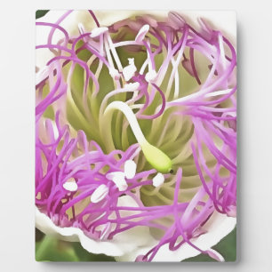 Cape Blume Blossom Botanische Kunst Fotoplatte