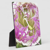 Cape Blume Blossom Botanische Kunst Fotoplatte (Seite)