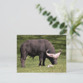 Cape Buffalo Eating Postkarte (Stehend Vorderseite)