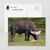 Cape Buffalo Eating Postkarte (Vorne/Hinten)