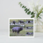 Cape Buffalo geniessen Mud Bath, Südafrika Postkarte (Stehend Vorderseite)