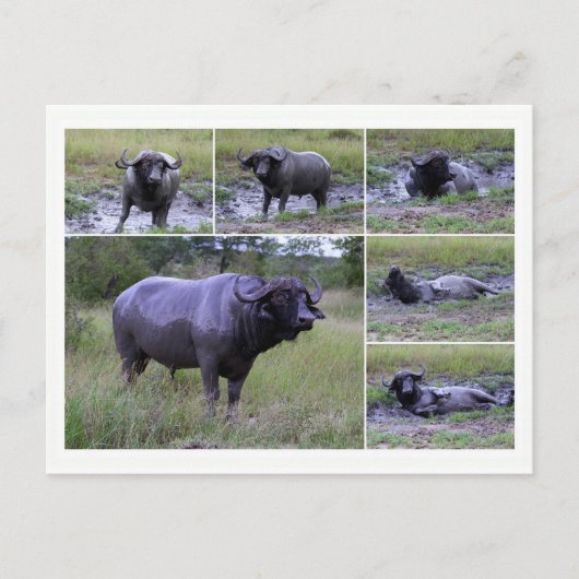 Cape Buffalo geniessen Mud Bath, Südafrika Postkarte (Vorderseite)