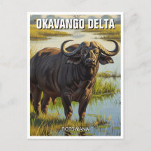 Cape Buffalo im Okavango Delta Botswana