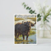 Cape Buffalo im Okavango Delta Botswana Postkarte (Stehend Vorderseite)