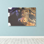 Cape Buffalo Leinwanddruck (Insitu (Holzboden))