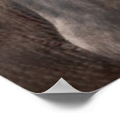 Cape Buffalo mit Egret - Maasai Mara Safari Poste Poster (Ecke)