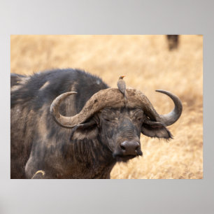 Cape Buffalo mit Egret - Maasai Mara Safari Poste Poster