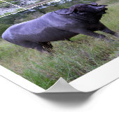 Cape Buffalo Mud Bath 10 by 8 Poster (Ecke)