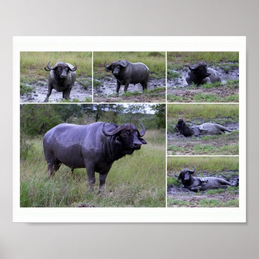 Cape Buffalo Mud Bath 10 by 8 Poster (Vorne)