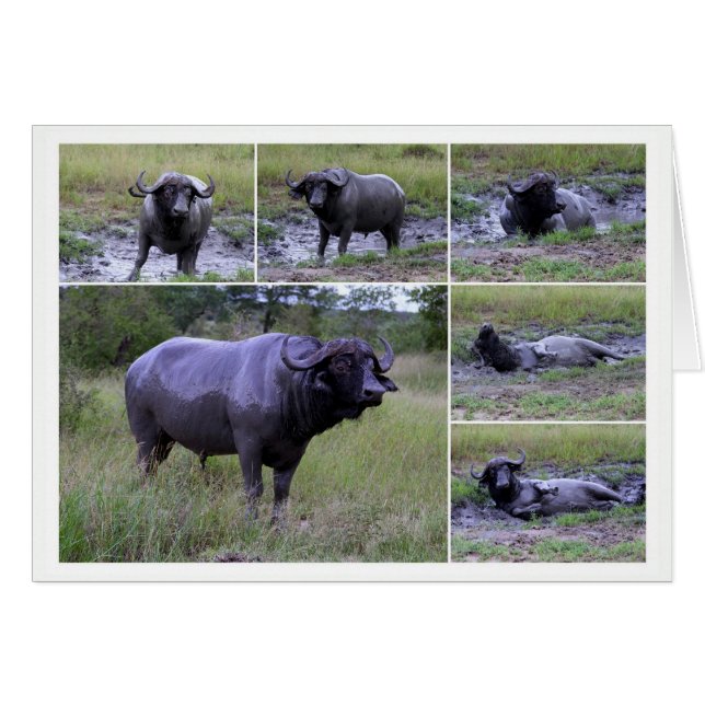 Cape Buffalo Mud Bath Collage Card (Vorderseite (Horizontal))