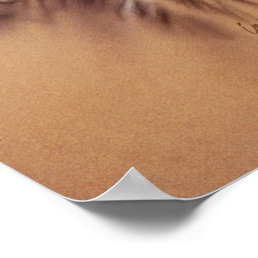 Cape Buffalo & Oxpeckers Poster (Ecke)