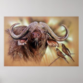 Cape Buffalo & Oxpeckers Poster (Vorne)