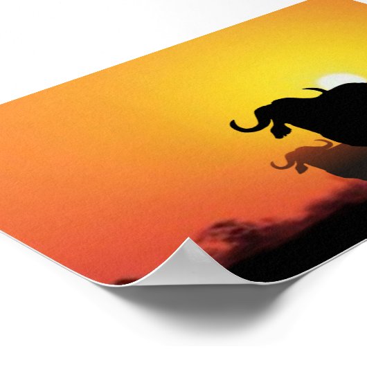 Cape Buffalo Poster (Ecke)